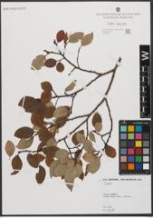 Foto von Salix L.